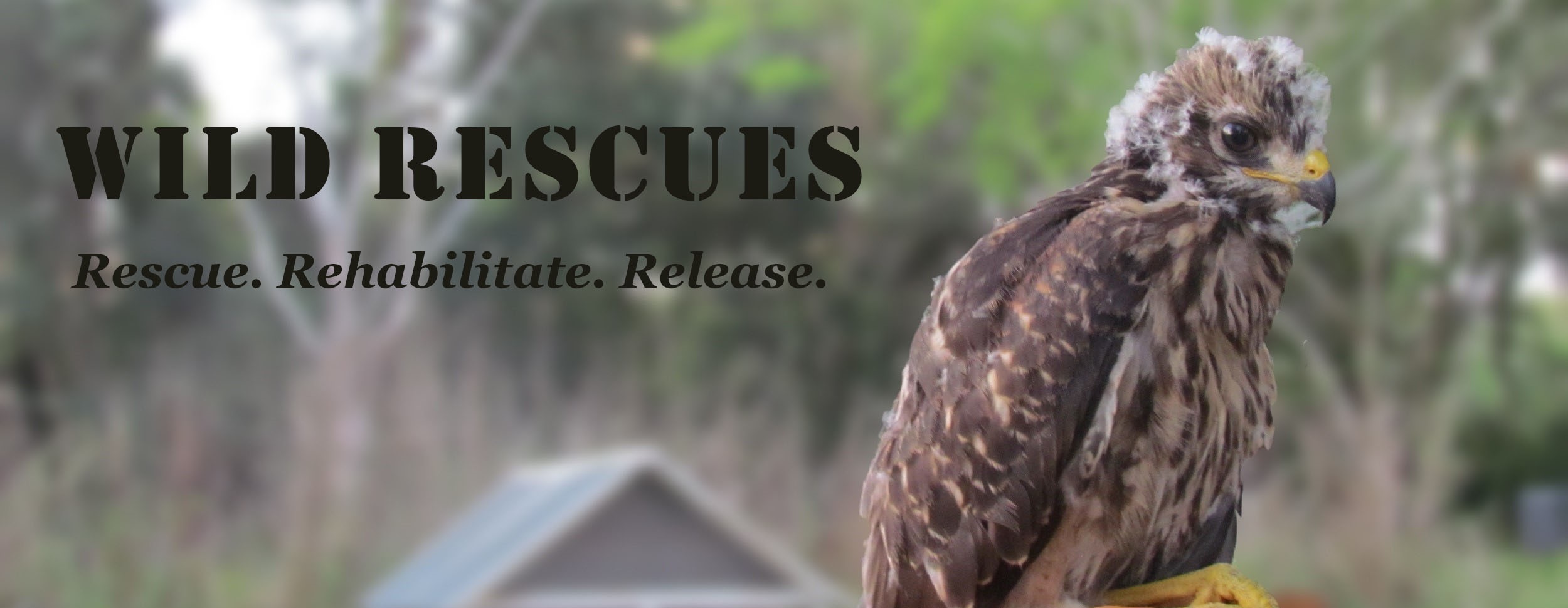 Wild Rescues