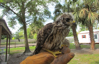 Baby hawk