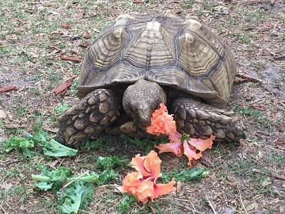 Tortoise eating hibiscus and greens